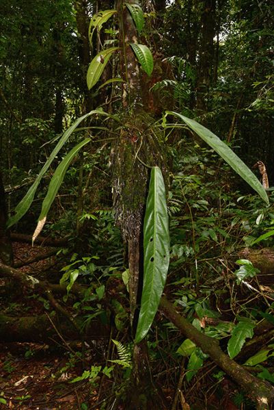 文件:AnthpendulifoliumCroat 05.jpg