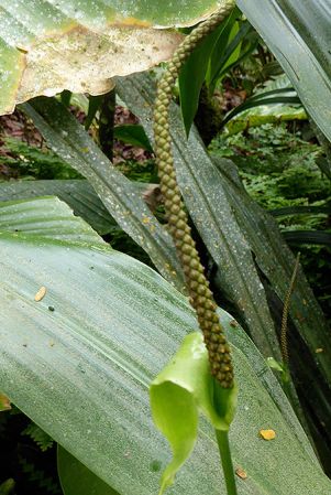 Pictured in cultivation in Volcan, Panama Image Copyright © 2016 by Bruce Dunstan