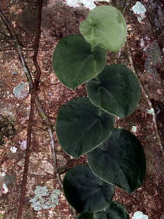 Juvenile form, pictured in Saul, French Guiana Image Copyright © 2006 by David Scherberich