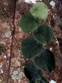 2026年6月1日 (一) 17:07版本的缩略图
