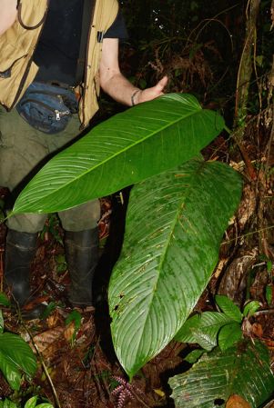 Croat 105536 pictured along Rio Piatua (Napo, Ecuador) Image Copyright © 2015 by David Scherberich
