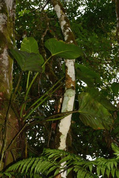 文件:Philoattenuatum 03.jpg