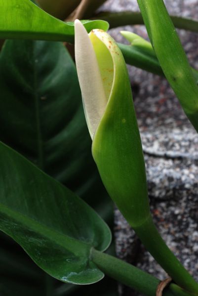 文件:Philoburle-marxii 07.jpg