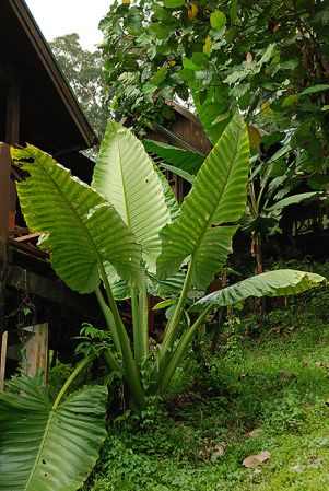Pictured in Ulu Temburong National Park, Brunei (Borneo) Image Copyright © 2016 by Patrick Blanc