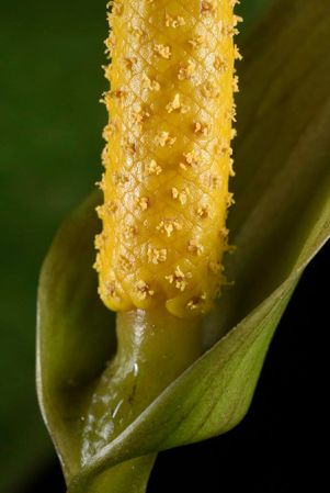 Pictured in Panama Image Copyright © 2019 by Fred Muller