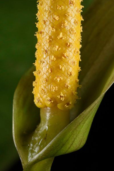 文件:Anthcerrocampanense 08.jpg