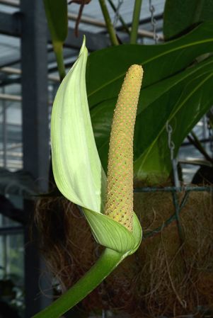 roat 42092 from Ahuachapán/El Salvador, pictured in Royal Botanic Gardens, Kew Image Copyright © 2015 by David Scherberich