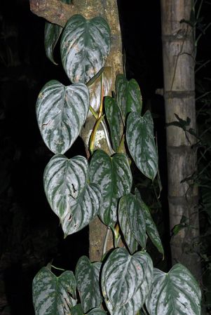 Pictured at the Jardín Botánico San Jorge (Ibagué, Colombia) Image Copyright © 2013 by David Scherberich