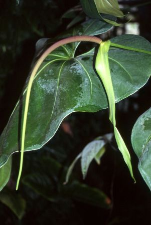 Pictured at the Jardin Botanique du Montet (Nancy, France) Image Copyright © 2003 by David Scherberich