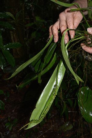 Croat 106026 pictured near Rio Taculin (Pastaza, Ecuador) Image Copyright © 2015 by David Scherberich