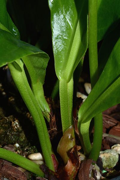 文件:Anthparaguayense 03.jpg