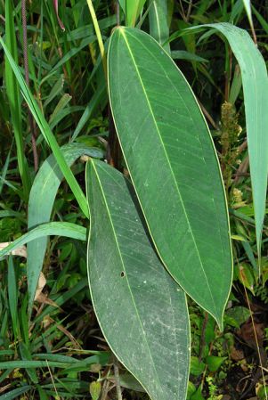 Croat 104234, pictured in Carchi, Ecuador Image Copyright © 2013 by David Scherberich