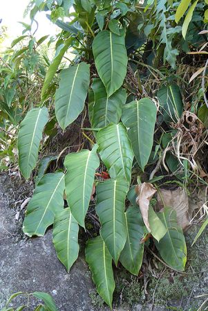Pictured in Antioquia, Colombia Image Copyright © 2015 by Bruce Dunstan