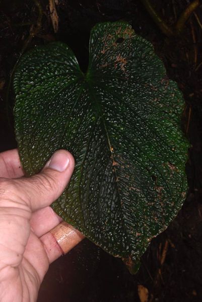 文件:AnthsplendidumFM 02.jpg