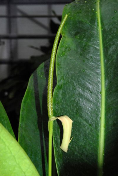 文件:Anthwilldenovii19880501BR 02.jpg