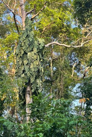 Pictured in Izabal, Guatemala Image Copyright © 2021 by Fred Muller