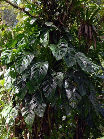 Pictured in Basse-Terre, Guadeloupe Image Copyright © 2007 by David Scherberich