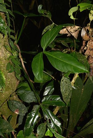 Croat 105883 pictured in Yasuni National Park (Orellana, Ecuador) Image Copyright © 2015 by David Scherberich