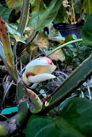 Image Copyright © 2020 by Kristiana St. Claire