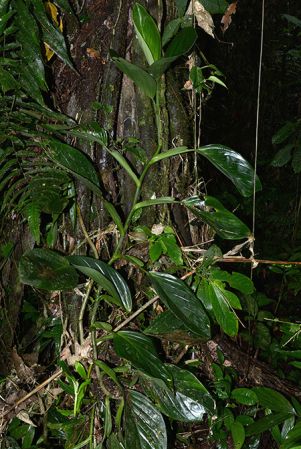 Croat 106128 pictured in Timburi Cocha Research Station (Orellana, Ecuador) Image Copyright © 2015 by David Scherberich