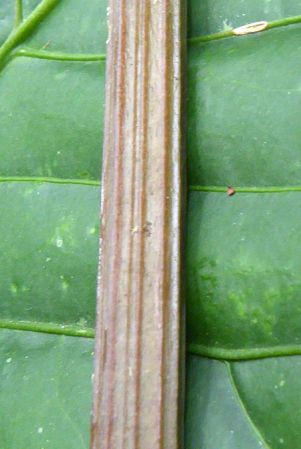 Pictured in Siquirres, Limon, Costa Rica Image Copyright © 2016 by Bruce Dunstan