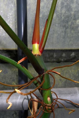 Pictured at the Botanischer Garten Wilhelma (Stuttgart, Germany) Image Copyright © 2013 by David Scherberich