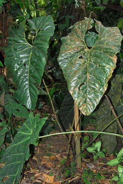 文件:AnthdecipiensQ 04.jpg