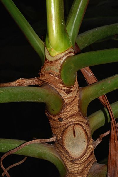 文件:PhilobrasilienseM 03.jpg