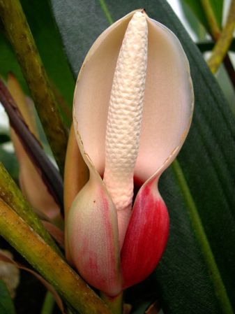 Pictured at the Jardin Botanique de Lyon (France) Image Copyright © 2005 by David Scherberich