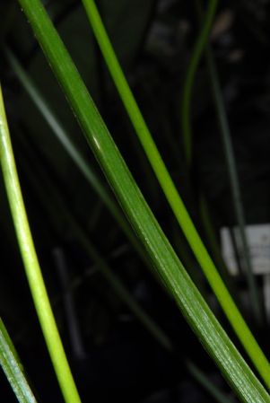 Pictured at the Jardin Botanique National de Belgique (Meise, Belgium) Image Copyright © 2010 by David Scherberich