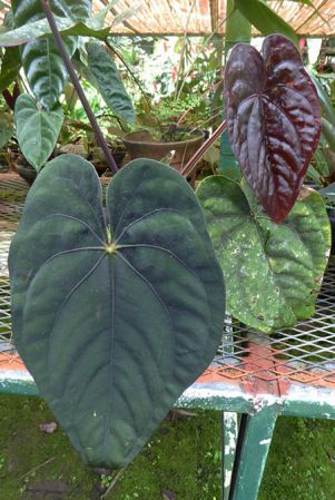Pictured in cultivation in Volcan, Panama Image Copyright © 2016 by Bruce Dunstan