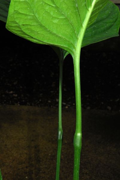 文件:Anthoerstedianum 02.jpg