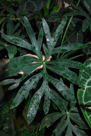 Mayo 707, pictured in Kew Botanic Gardens Images Copyright © 2005 by David Scherberich