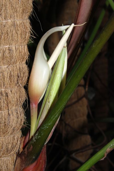 文件:Philoclarkei 03.jpg