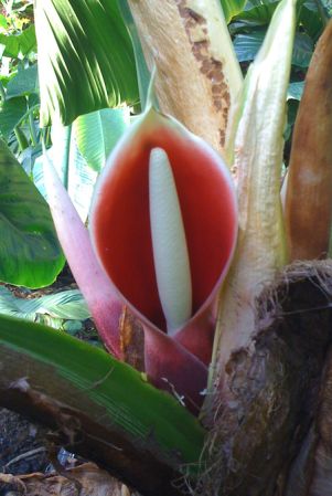 I.G.Hodgson 60 from Napo, Ecuador Pictured in Royal Botanic Gardens, Kew Image Copyright © 2012 by Marcelo Sellaro