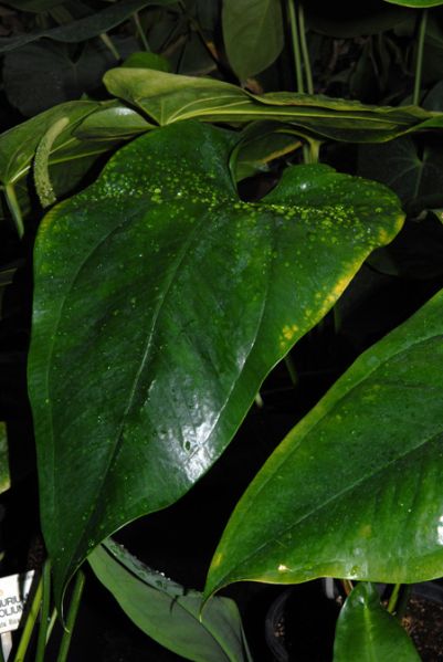 文件:AnthcordifoliumBR 06.jpg