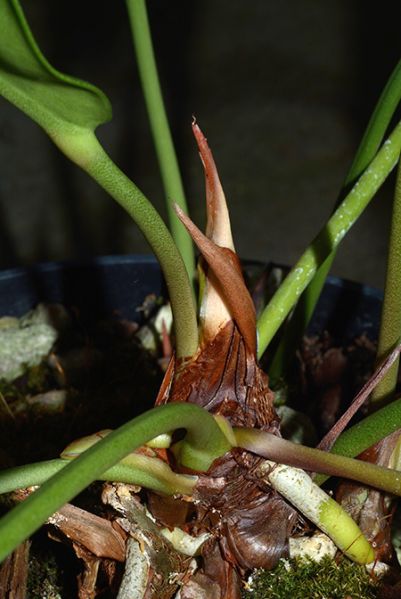 文件:AnthmaricenseMayo 03.jpg