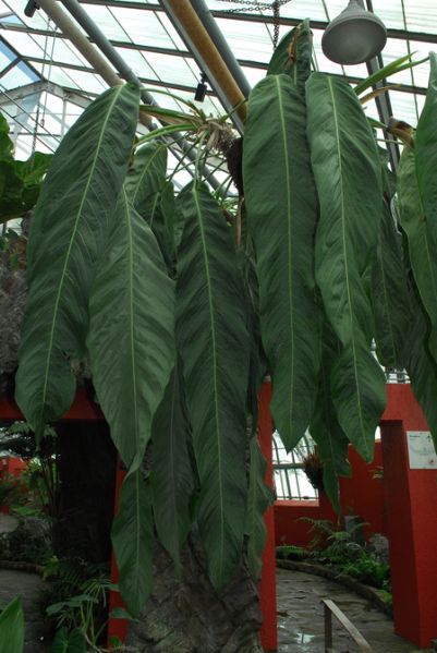 文件:AnthpseudospectabileMTJB 02.jpg