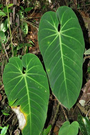 Croat 103982, pictured in Valle del Cauca, Colombia Image Copyright © 2013 by David Scherberich