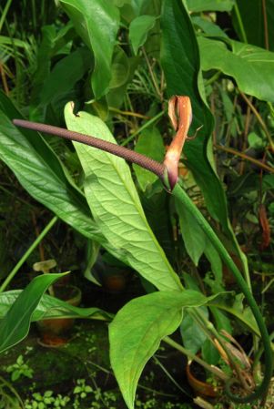 Croat 105917 pictured in Yasuni National Park (Orellana, Ecuador) Image Copyright © 2011 by David Scherberich