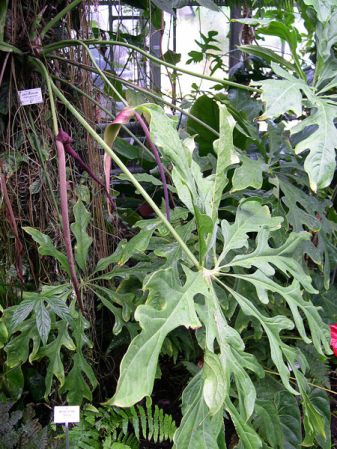 From Peru, pictured at the Jardin Botanique du Montet (Nancy, France) Image Copyright © 2005 by David Scherberich