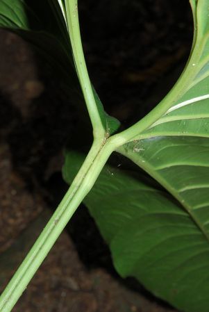 Croat 98234, pictured at the Jardín Botánico Uniamazonia (Florencia, Colombia) Image Copyright © 2013 by David Scherberich