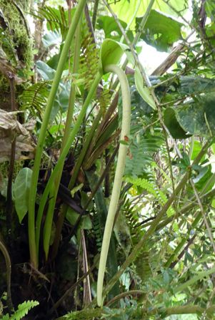 Pictured in La Planada Reserve, Narino, Colombia Image Copyright © 2018 by Bruce Dunstan