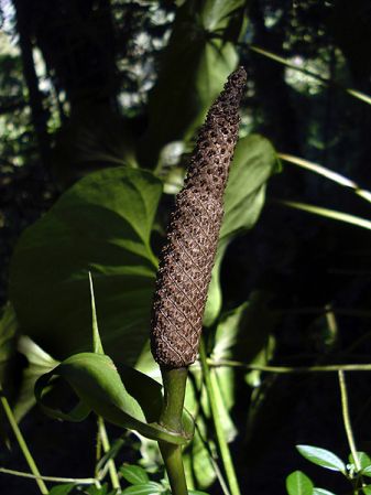Pictured in Guatemala Image Copyright © 2009 by Fred Muller