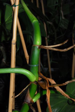 Pictured in Royal Botanic Gardens, Kew Image Copyright © 2012 by David Scherberich