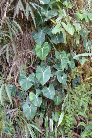 Pictured between Orosi and Gato, Cartago, Costa Rica Image Copyright © 2017 by Bruce Dunstan