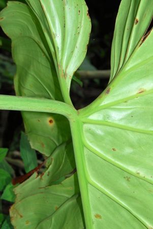 Croat 104212, pictured in Carchi, Ecuador Image Copyright © 2013 by David Scherberich