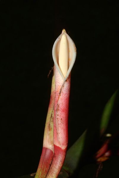 文件:Philoheleniaeamazonense 06.jpg