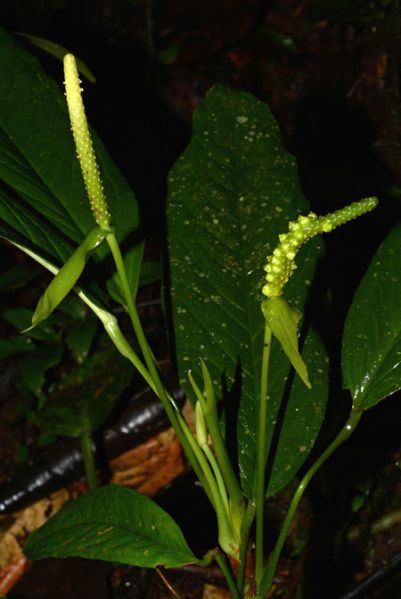 文件:AnthamoenumCroat 01.jpg