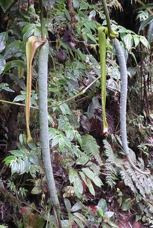 Pictured in La Planada Reserve, Narino, Colombia Image Copyright © 2018 by Bruce Dunstan